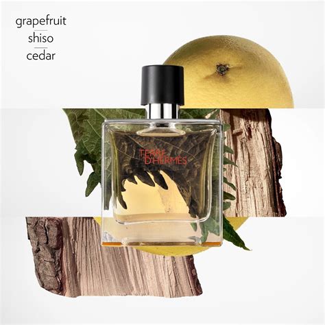 hermes terre fragrance notes|terre d'hermes perfume price.